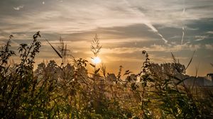 Preview wallpaper field, plants, sun, sunset, landscape, nature