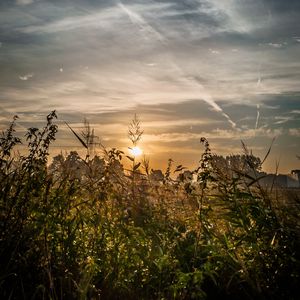 Preview wallpaper field, plants, sun, sunset, landscape, nature