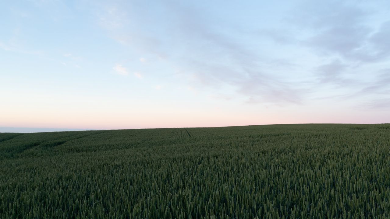 Wallpaper field, plants, twilight, landscape, minimalism