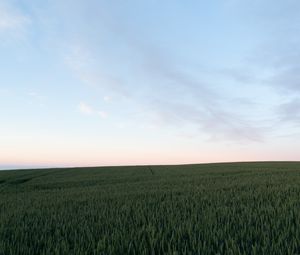 Preview wallpaper field, plants, twilight, landscape, minimalism