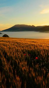 Preview wallpaper field, poppies, evening, grass, faded, autumn