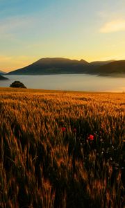 Preview wallpaper field, poppies, evening, grass, faded, autumn