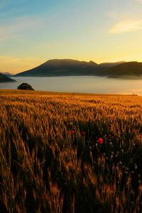 Preview wallpaper field, poppies, evening, grass, faded, autumn