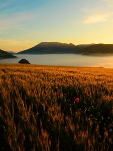 Preview wallpaper field, poppies, evening, grass, faded, autumn