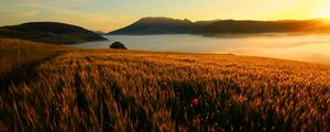 Preview wallpaper field, poppies, evening, grass, faded, autumn