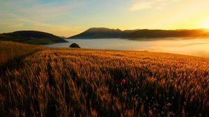 Preview wallpaper field, poppies, evening, grass, faded, autumn