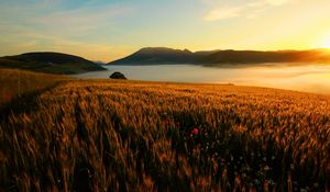 Preview wallpaper field, poppies, evening, grass, faded, autumn