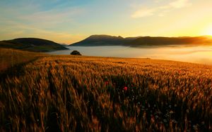 Preview wallpaper field, poppies, evening, grass, faded, autumn