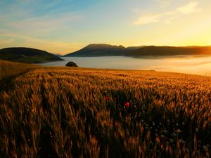 Preview wallpaper field, poppies, evening, grass, faded, autumn