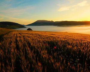 Preview wallpaper field, poppies, evening, grass, faded, autumn