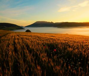 Preview wallpaper field, poppies, evening, grass, faded, autumn