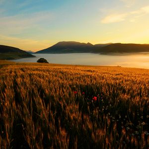 Preview wallpaper field, poppies, evening, grass, faded, autumn