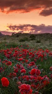 Preview wallpaper field, poppies, flowers, sunset