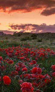 Preview wallpaper field, poppies, flowers, sunset