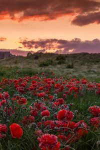 Preview wallpaper field, poppies, flowers, sunset