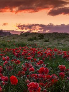 Preview wallpaper field, poppies, flowers, sunset