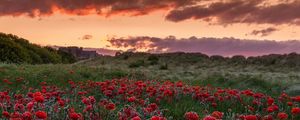 Preview wallpaper field, poppies, flowers, sunset