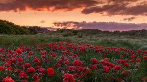 Preview wallpaper field, poppies, flowers, sunset