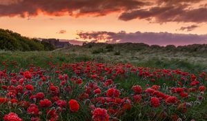 Preview wallpaper field, poppies, flowers, sunset