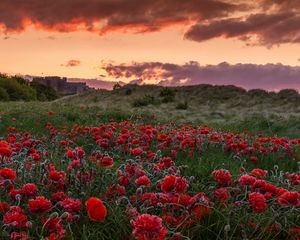 Preview wallpaper field, poppies, flowers, sunset