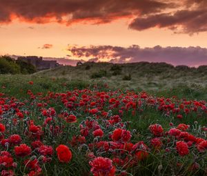 Preview wallpaper field, poppies, flowers, sunset