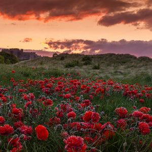 Preview wallpaper field, poppies, flowers, sunset