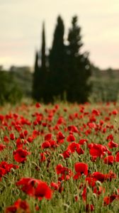 Preview wallpaper field, poppies, flowers, red