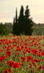 Preview wallpaper field, poppies, flowers, red