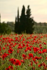 Preview wallpaper field, poppies, flowers, red