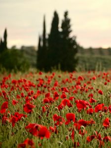 Preview wallpaper field, poppies, flowers, red