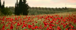 Preview wallpaper field, poppies, flowers, red