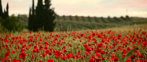 Preview wallpaper field, poppies, flowers, red