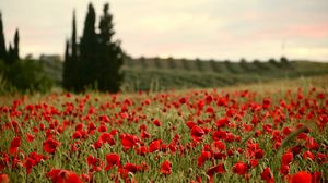 Preview wallpaper field, poppies, flowers, red