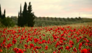 Preview wallpaper field, poppies, flowers, red