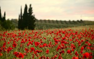 Preview wallpaper field, poppies, flowers, red