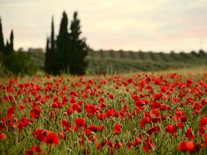 Preview wallpaper field, poppies, flowers, red