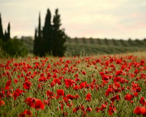 Preview wallpaper field, poppies, flowers, red