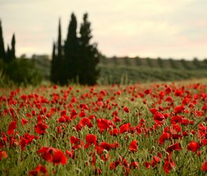 Preview wallpaper field, poppies, flowers, red