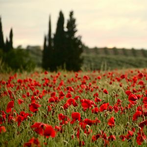 Preview wallpaper field, poppies, flowers, red