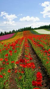 Preview wallpaper field, poppies, flowers, ranks, japan