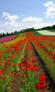 Preview wallpaper field, poppies, flowers, ranks, japan