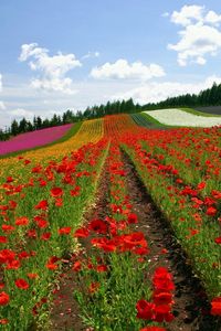 Preview wallpaper field, poppies, flowers, ranks, japan