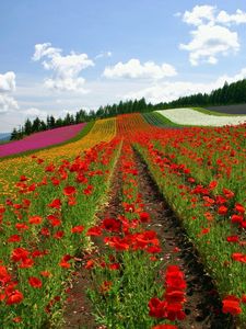 Preview wallpaper field, poppies, flowers, ranks, japan