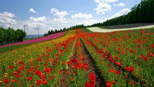 Preview wallpaper field, poppies, flowers, ranks, japan