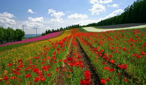 Preview wallpaper field, poppies, flowers, ranks, japan