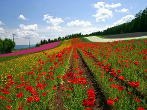 Preview wallpaper field, poppies, flowers, ranks, japan