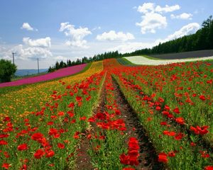 Preview wallpaper field, poppies, flowers, ranks, japan