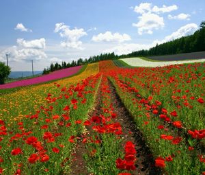 Preview wallpaper field, poppies, flowers, ranks, japan