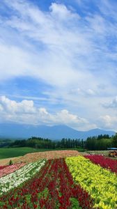 Preview wallpaper field, poppies, flowers, ranks, japan, plantation