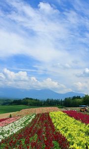 Preview wallpaper field, poppies, flowers, ranks, japan, plantation